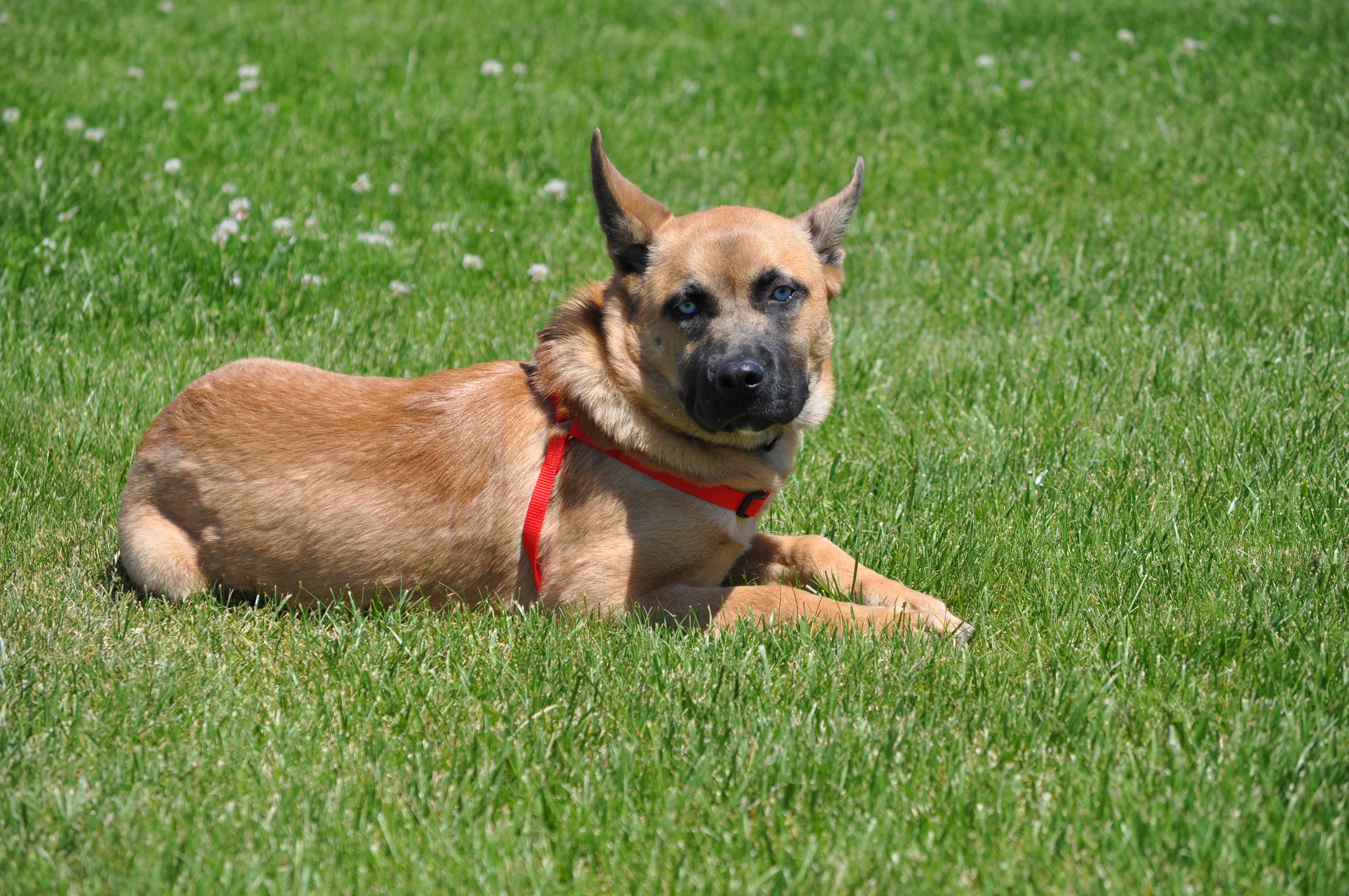 Niko, a ADOPTABLE mixed breed in Union Gap, WA image 3/6