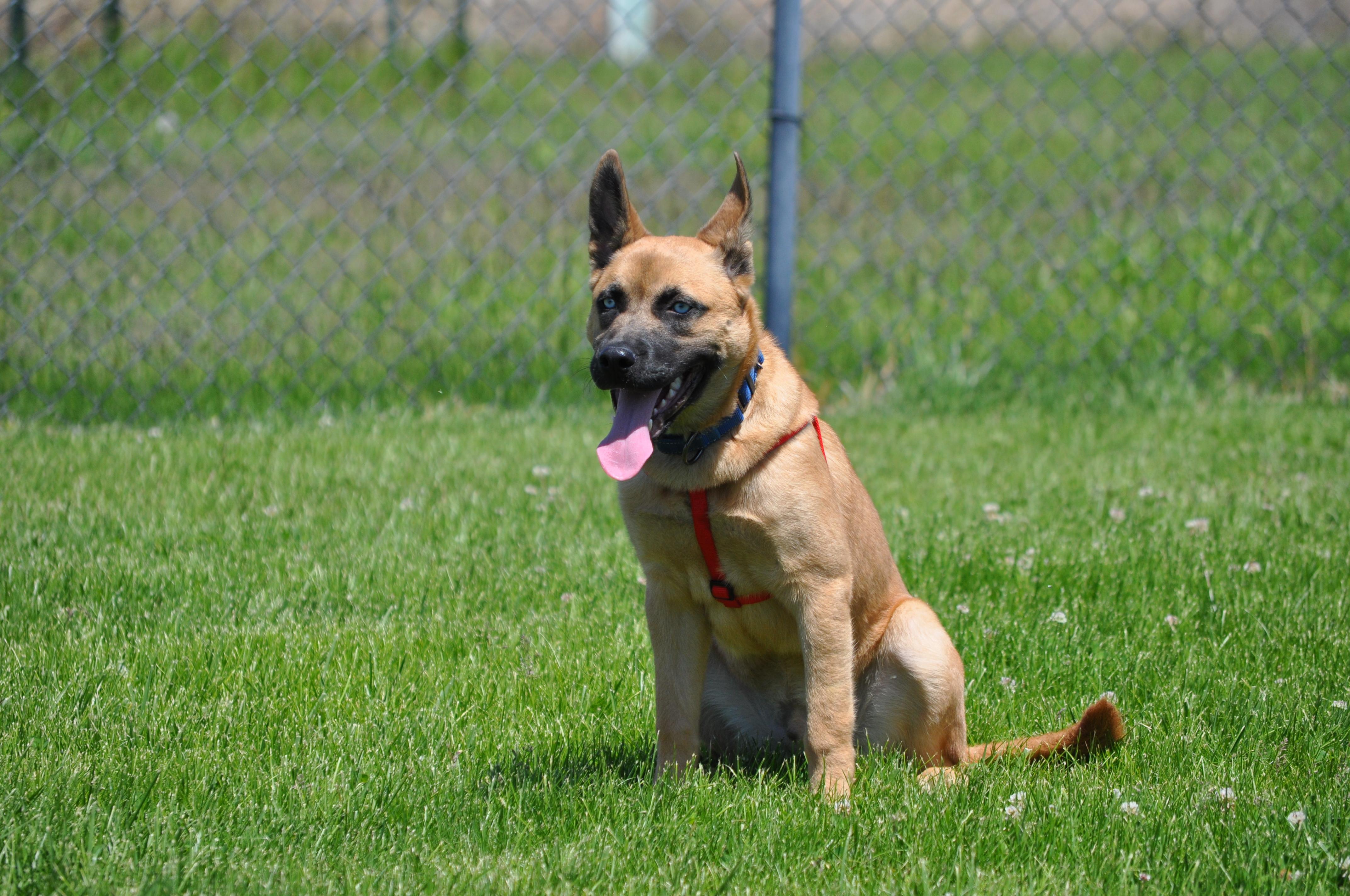Niko, a ADOPTABLE mixed breed in Union Gap, WA image 6/6