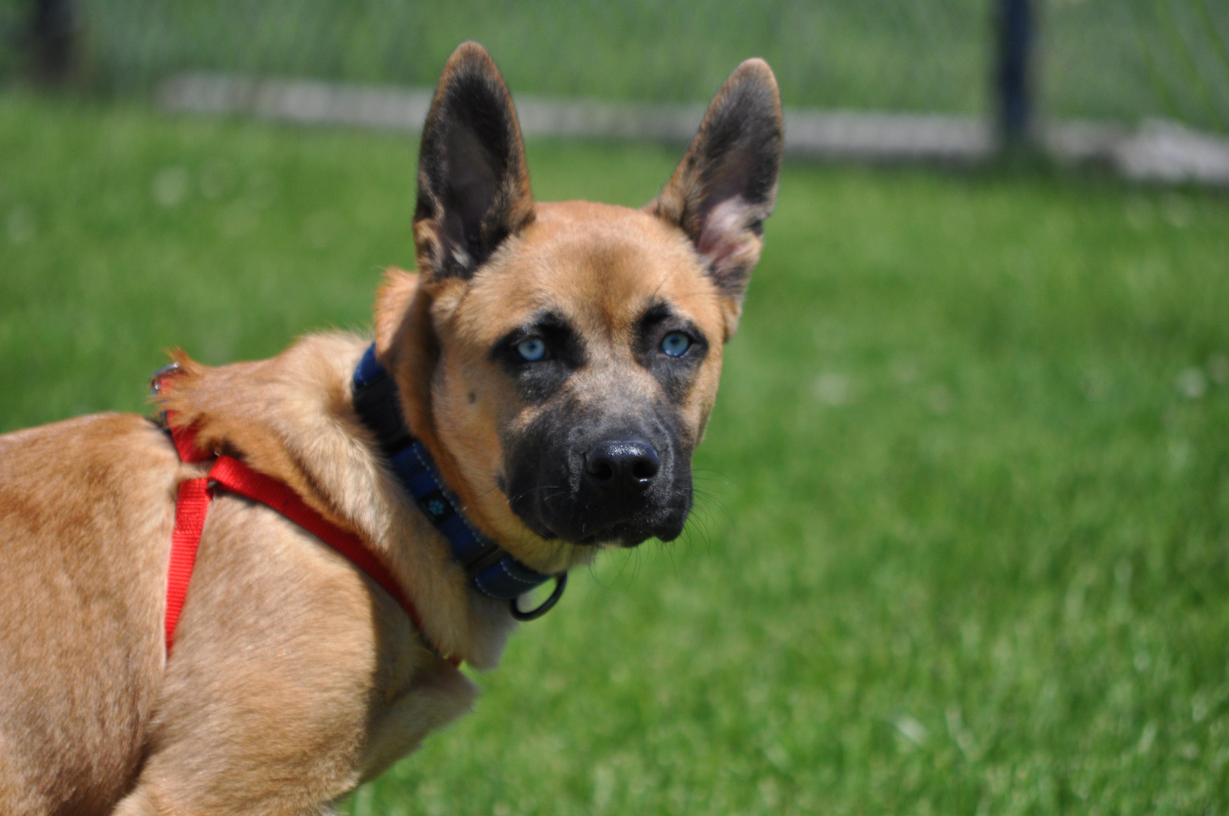 Niko, a ADOPTABLE mixed breed in Union Gap, WA image 1/6