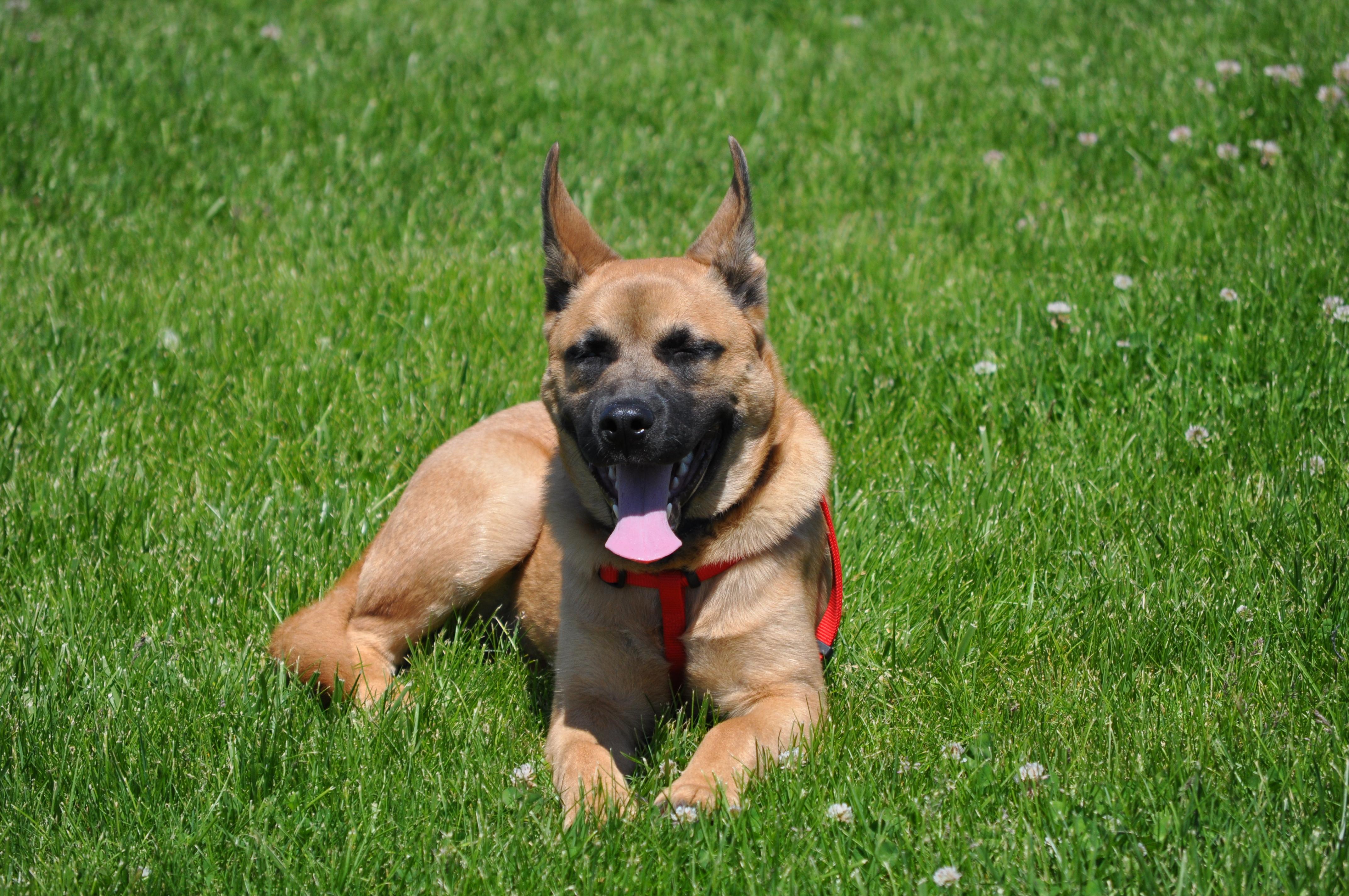 Niko, a ADOPTABLE mixed breed in Union Gap, WA image 4/6