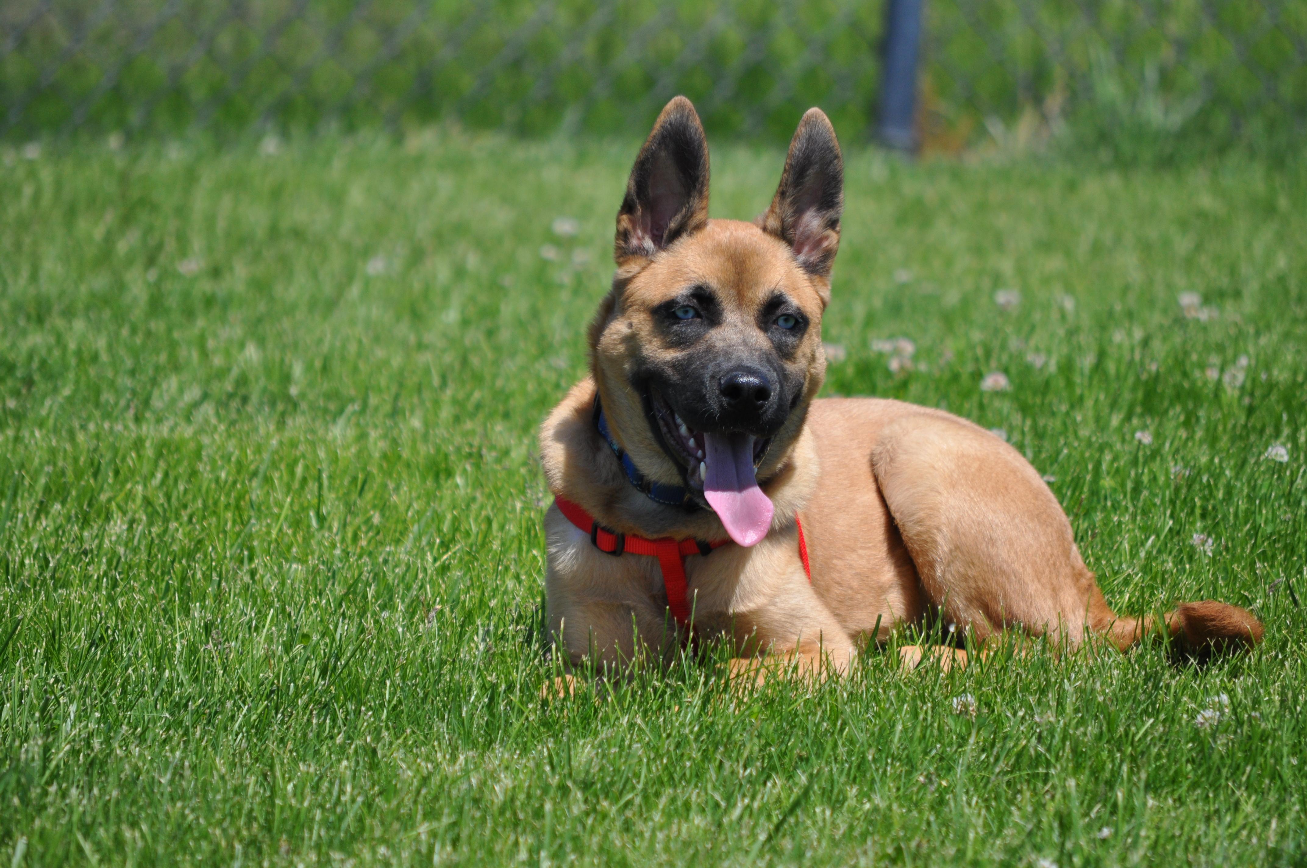 Niko, a ADOPTABLE mixed breed in Union Gap, WA image 5/6