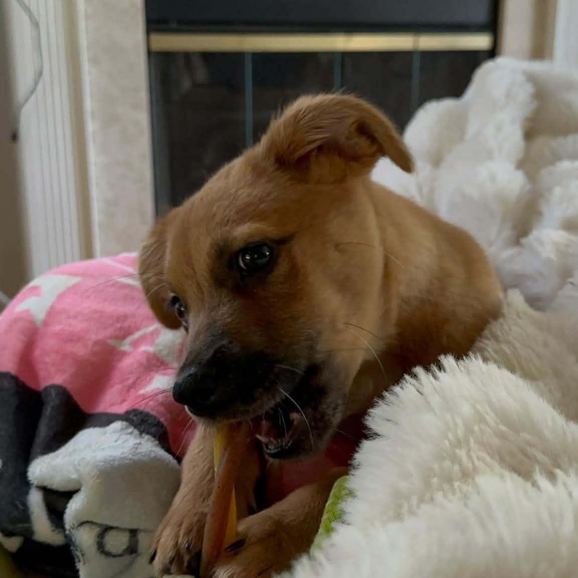 Ravioli, a ADOPTABLE mixed breed in Charlotte, NC image 4/6