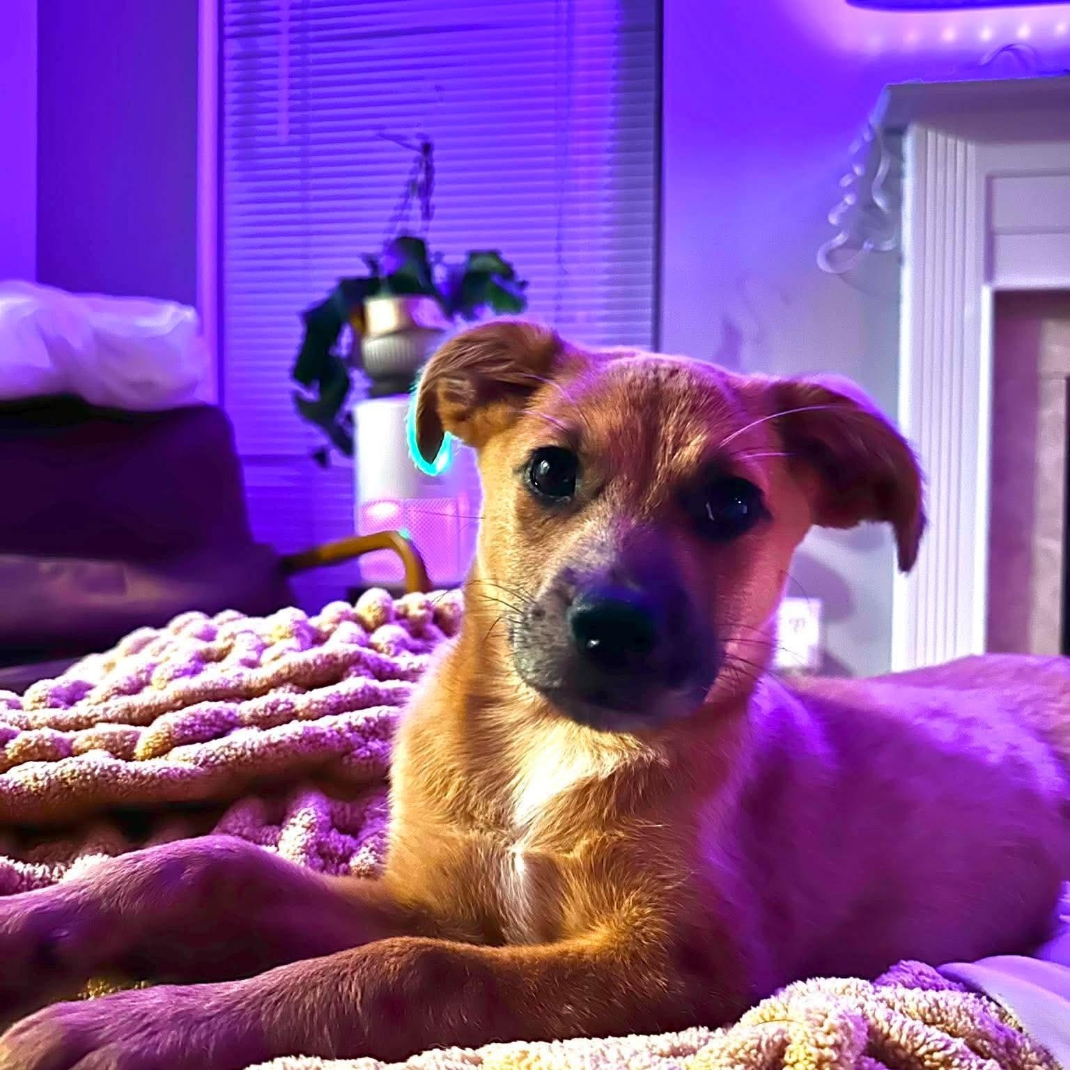 Ravioli, ADOPTABLE, Puppy Male Jack Russell Terrier.