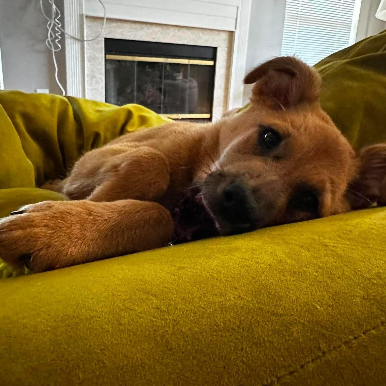 Ravioli, a ADOPTABLE mixed breed in Charlotte, NC image 3/6