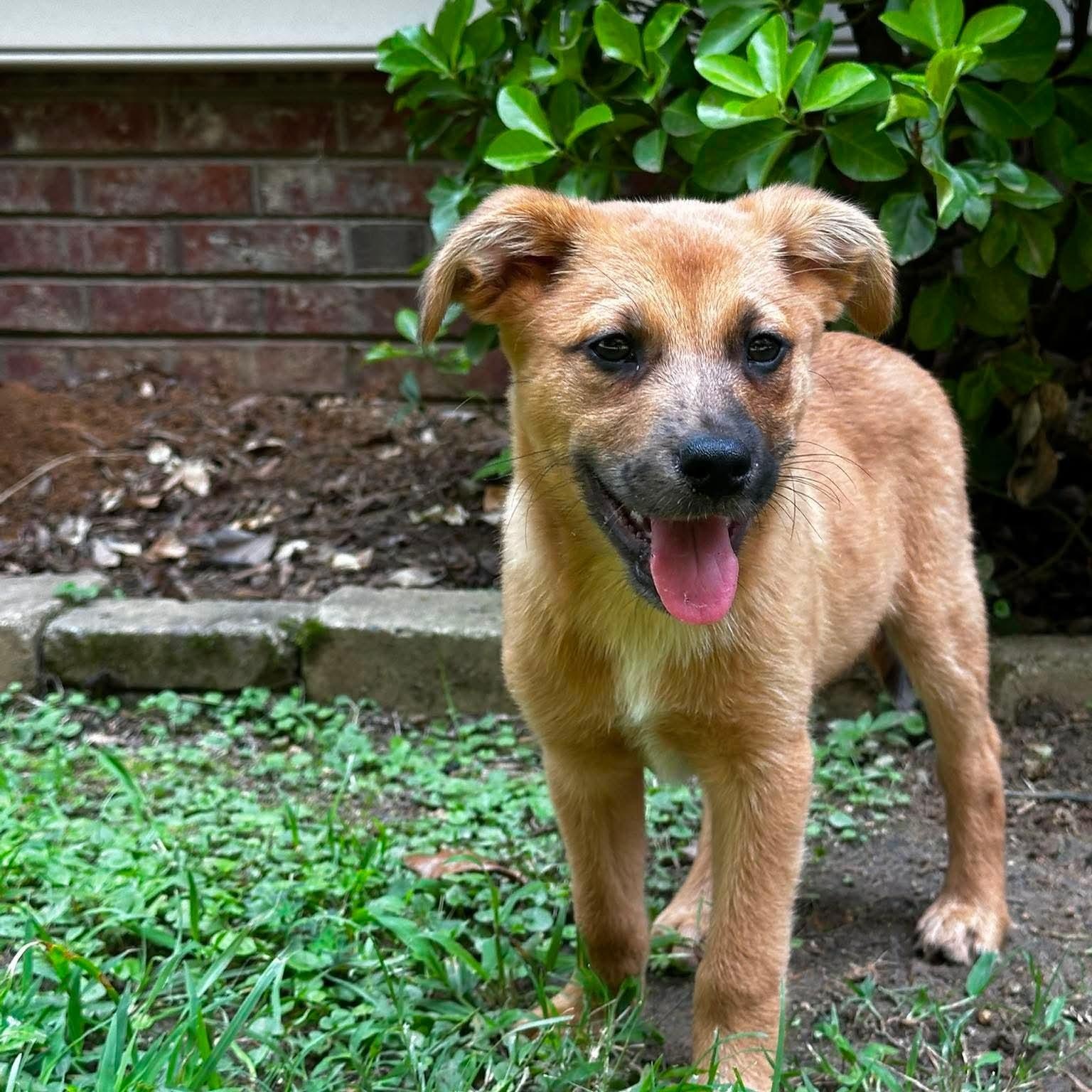 Ravioli, a ADOPTABLE mixed breed in Charlotte, NC image 2/6