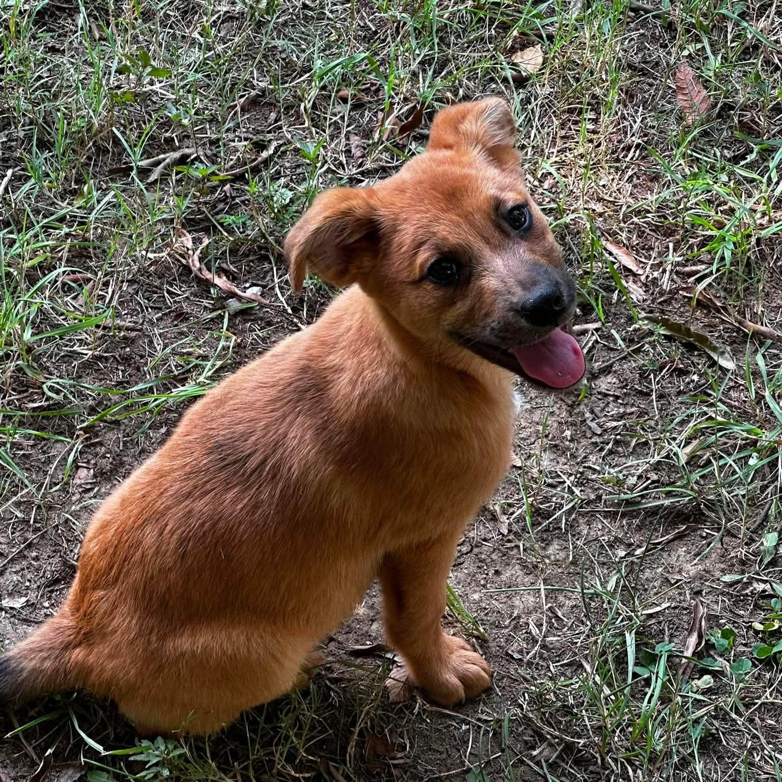 Ravioli, a ADOPTABLE mixed breed in Charlotte, NC image 6/6
