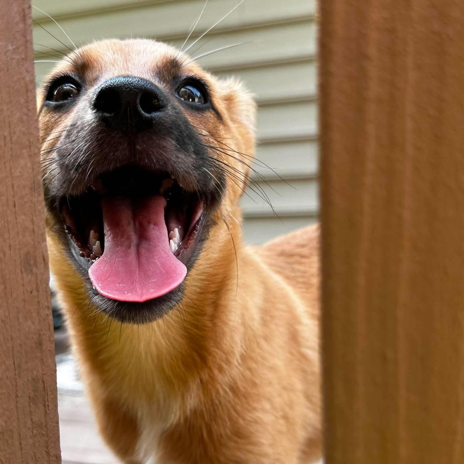Ravioli, a ADOPTABLE mixed breed in Charlotte, NC image 5/6