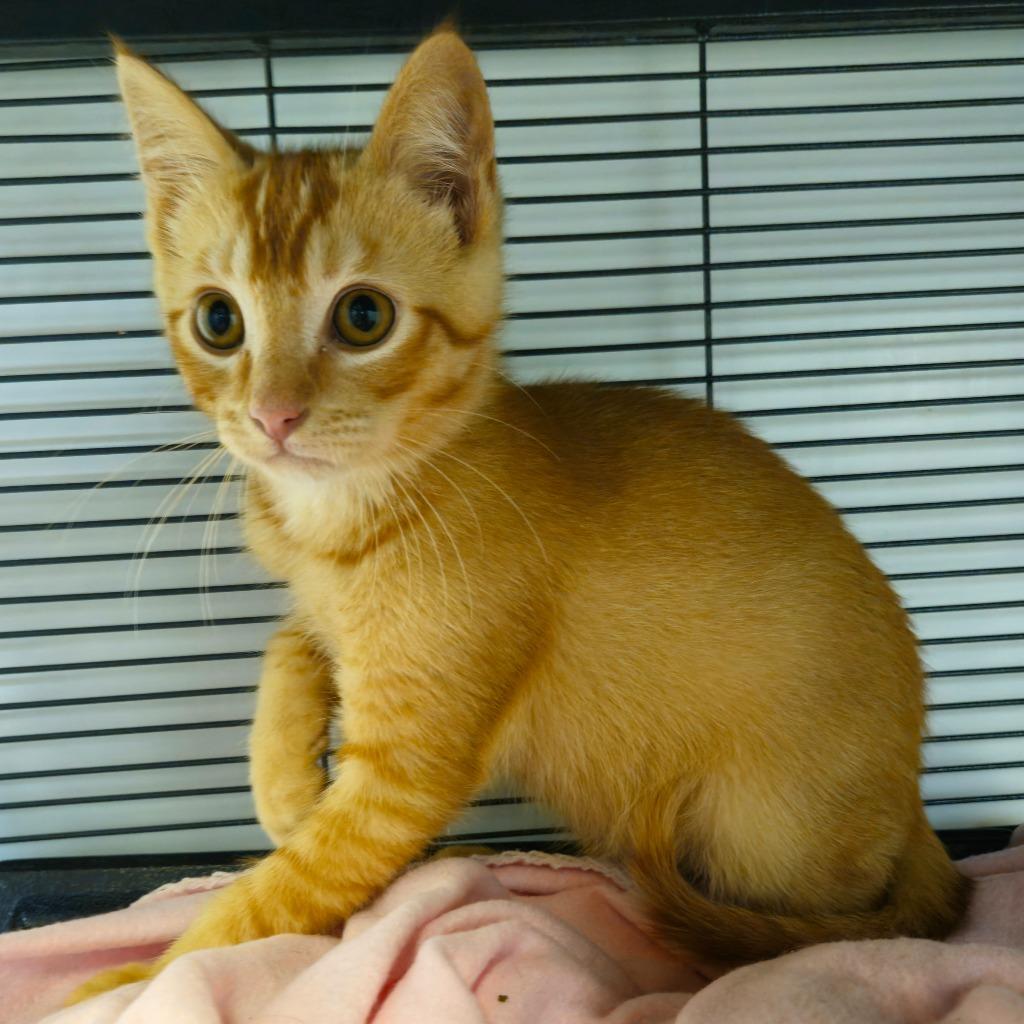 Charlie, Adoptable, Kitten Male Domestic Short Hair.