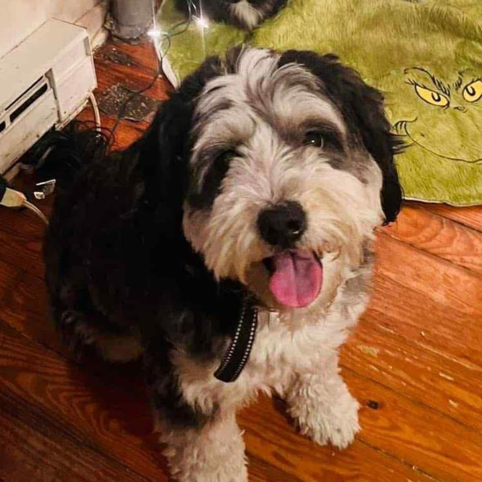 Posie, adopted, Adult Female Bernadoodle.