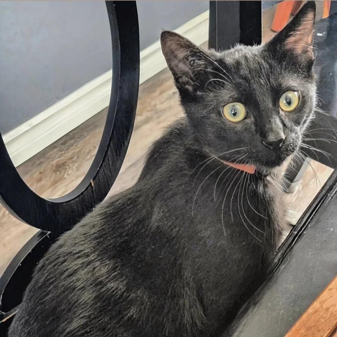 Enlarge Cinder , a ADOPTABLE Domestic Short Hair in Winnipeg, MB image 1/6