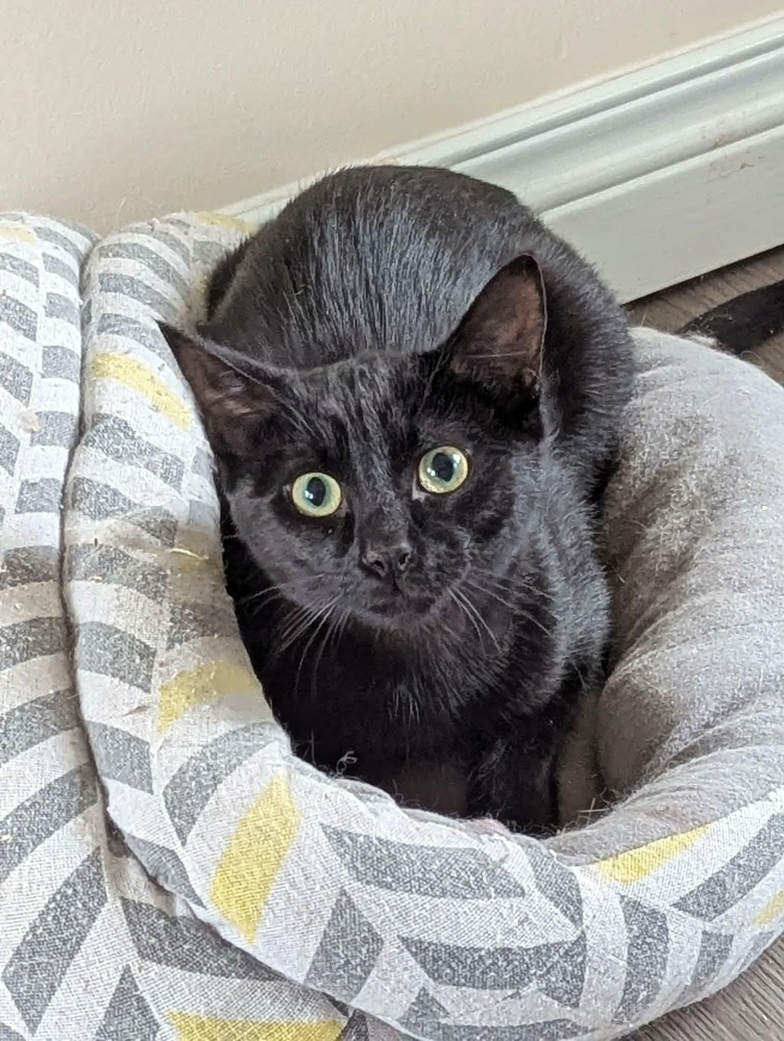 Cinder , a ADOPTABLE Domestic Short Hair in Winnipeg, MB image 1/6