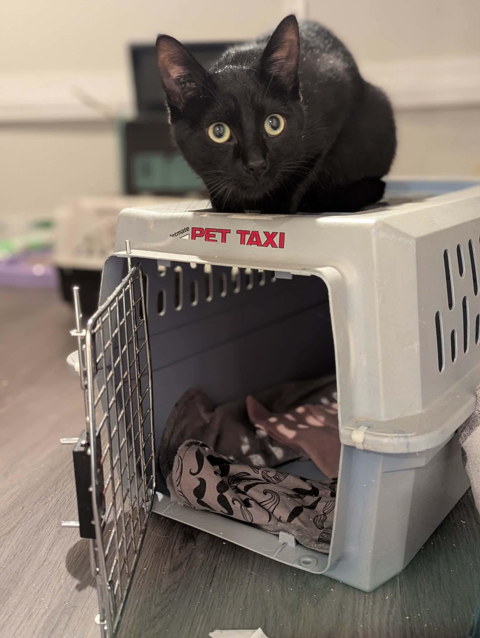 Cinder , a ADOPTABLE Domestic Short Hair in Winnipeg, MB image 5/6