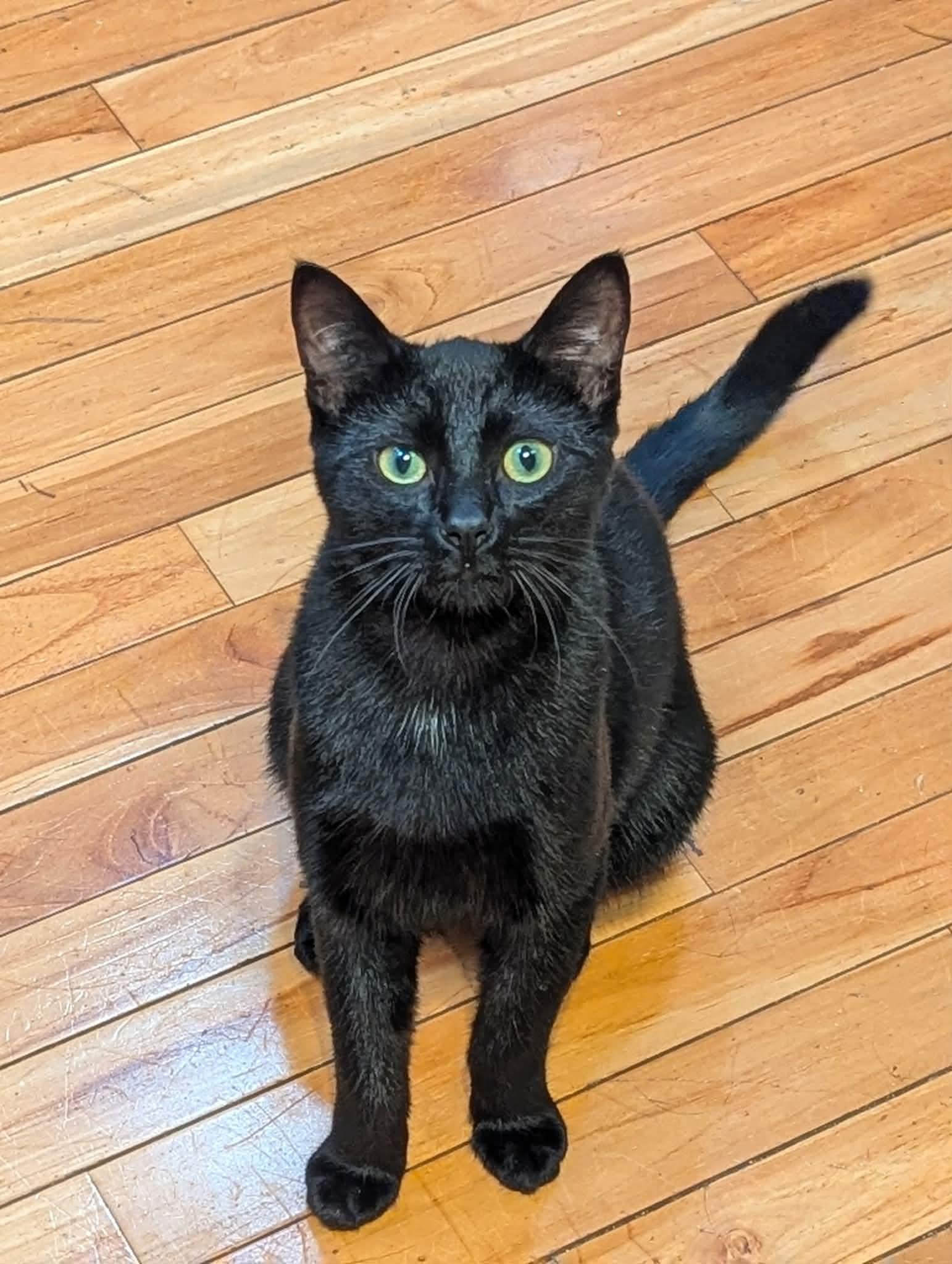Cinder , a ADOPTABLE Domestic Short Hair in Winnipeg, MB image 4/6