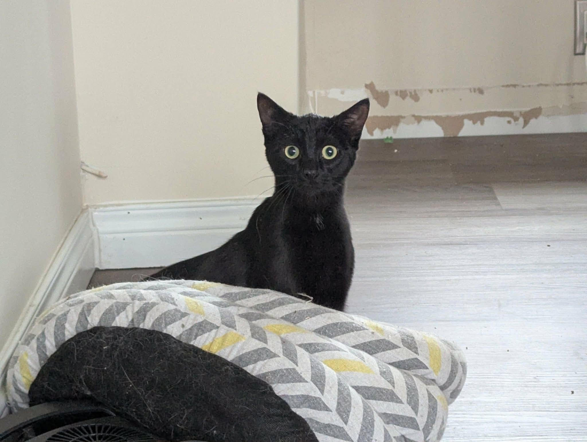 Cinder , a ADOPTABLE Domestic Short Hair in Winnipeg, MB image 2/6