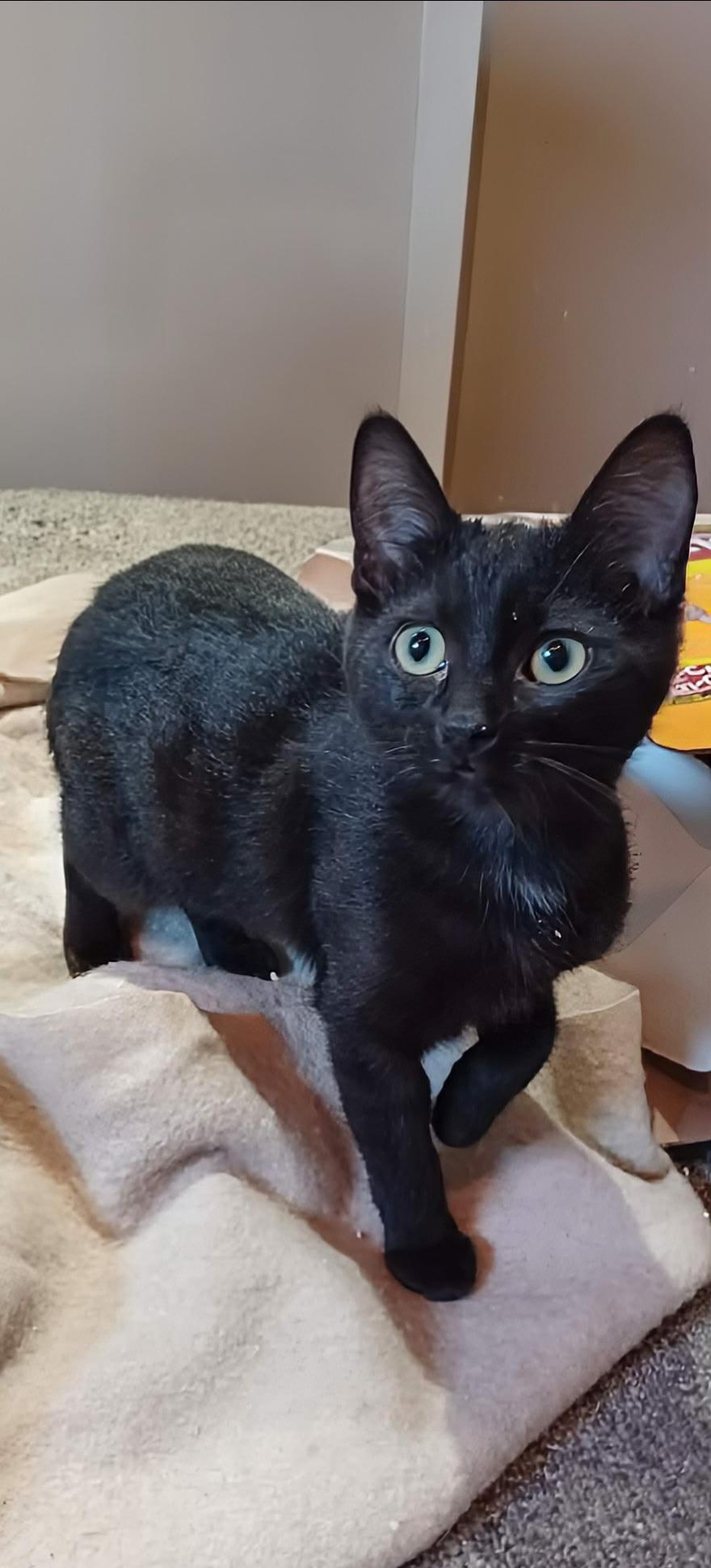 Enlarge Cinder , a ADOPTABLE Domestic Short Hair in Winnipeg, MB image 5/6