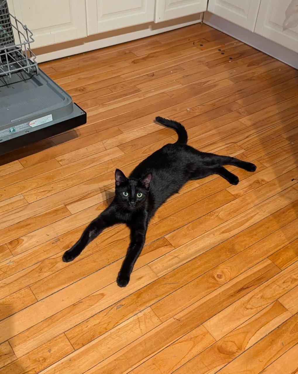 Cinder , a ADOPTABLE Domestic Short Hair in Winnipeg, MB image 6/6