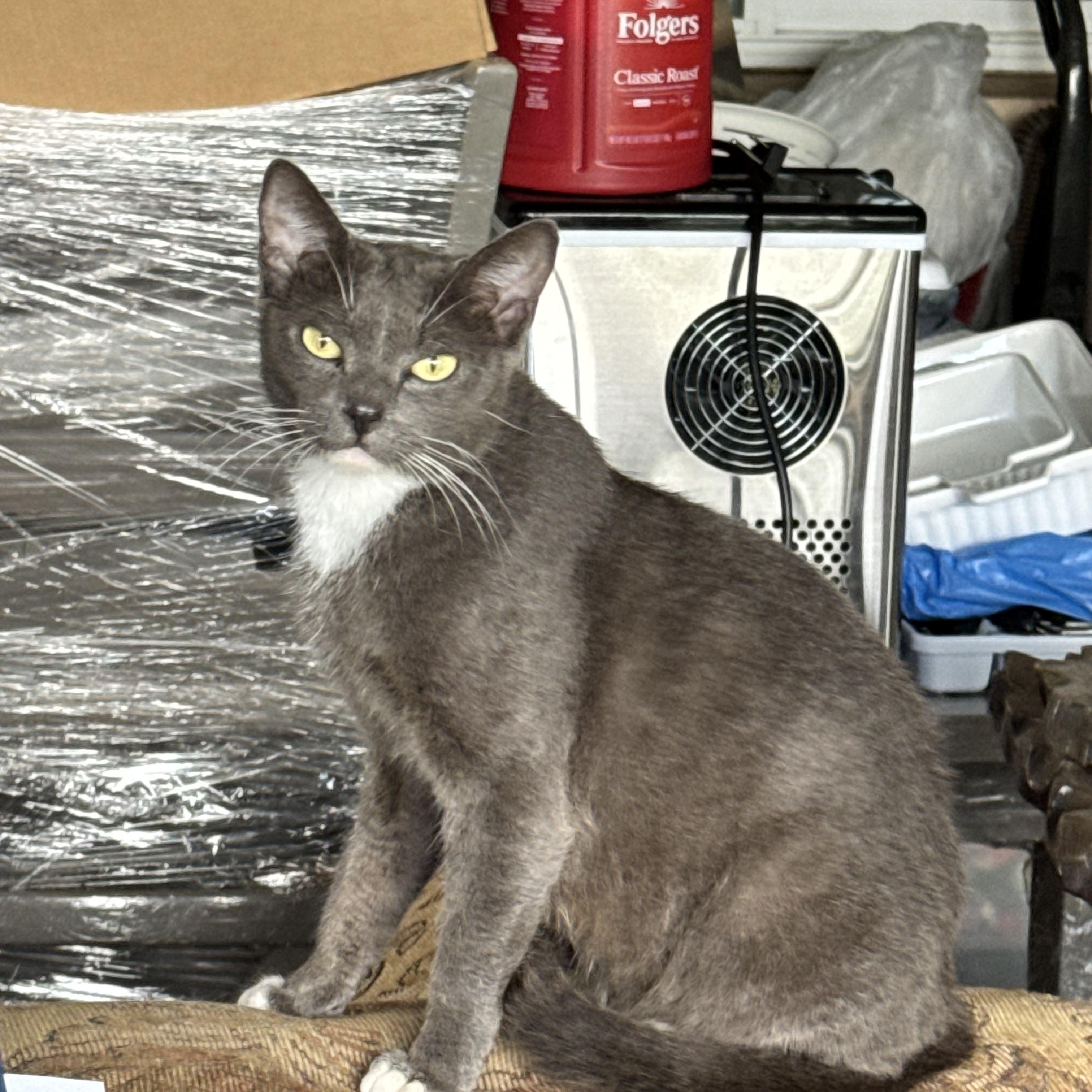 Ivy about five months, Adoptable, Young Female Russian Blue & Tuxedo.