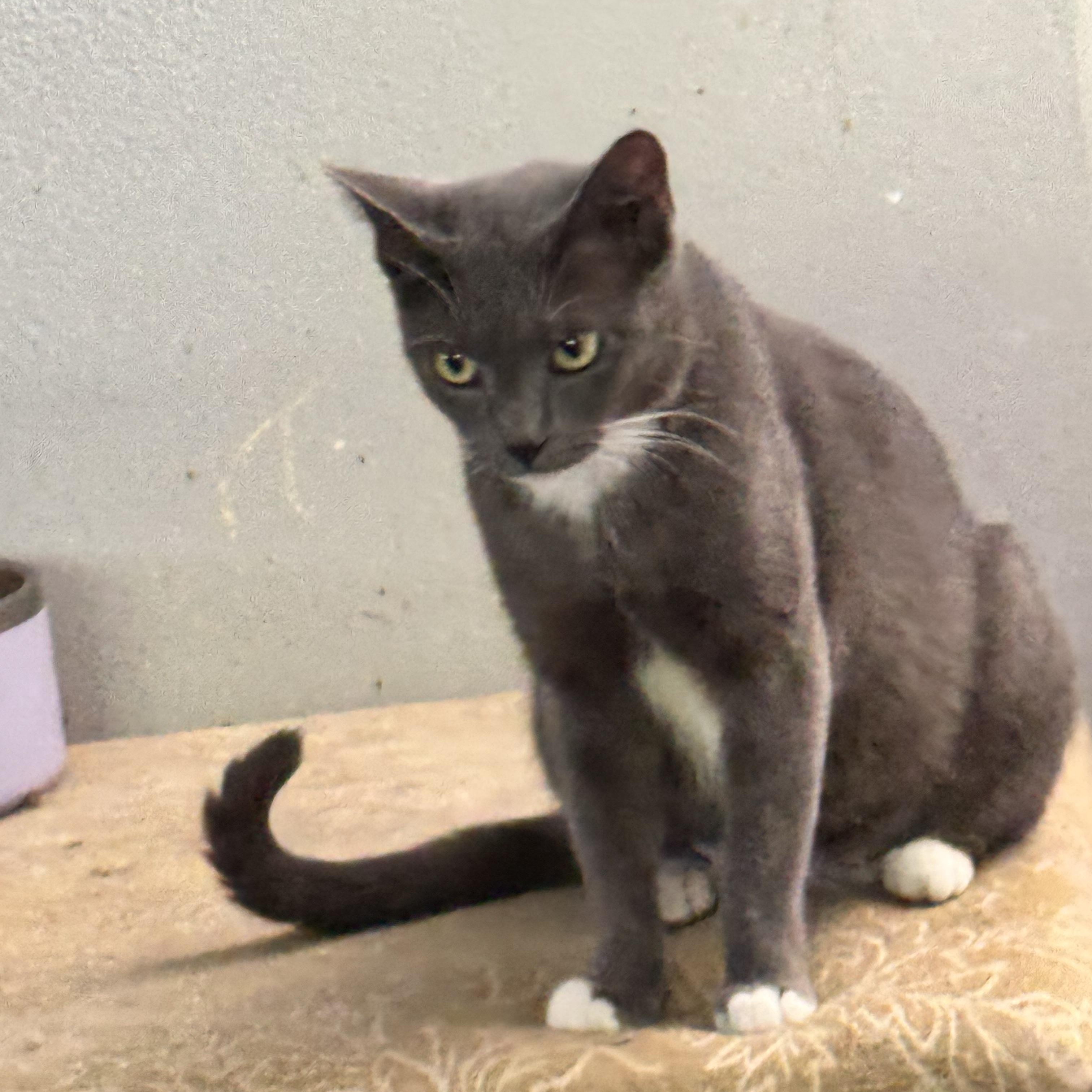 Enlarge Ivy about five months, a Adoptable mixed breed in Kissimmee, FL image 3/4