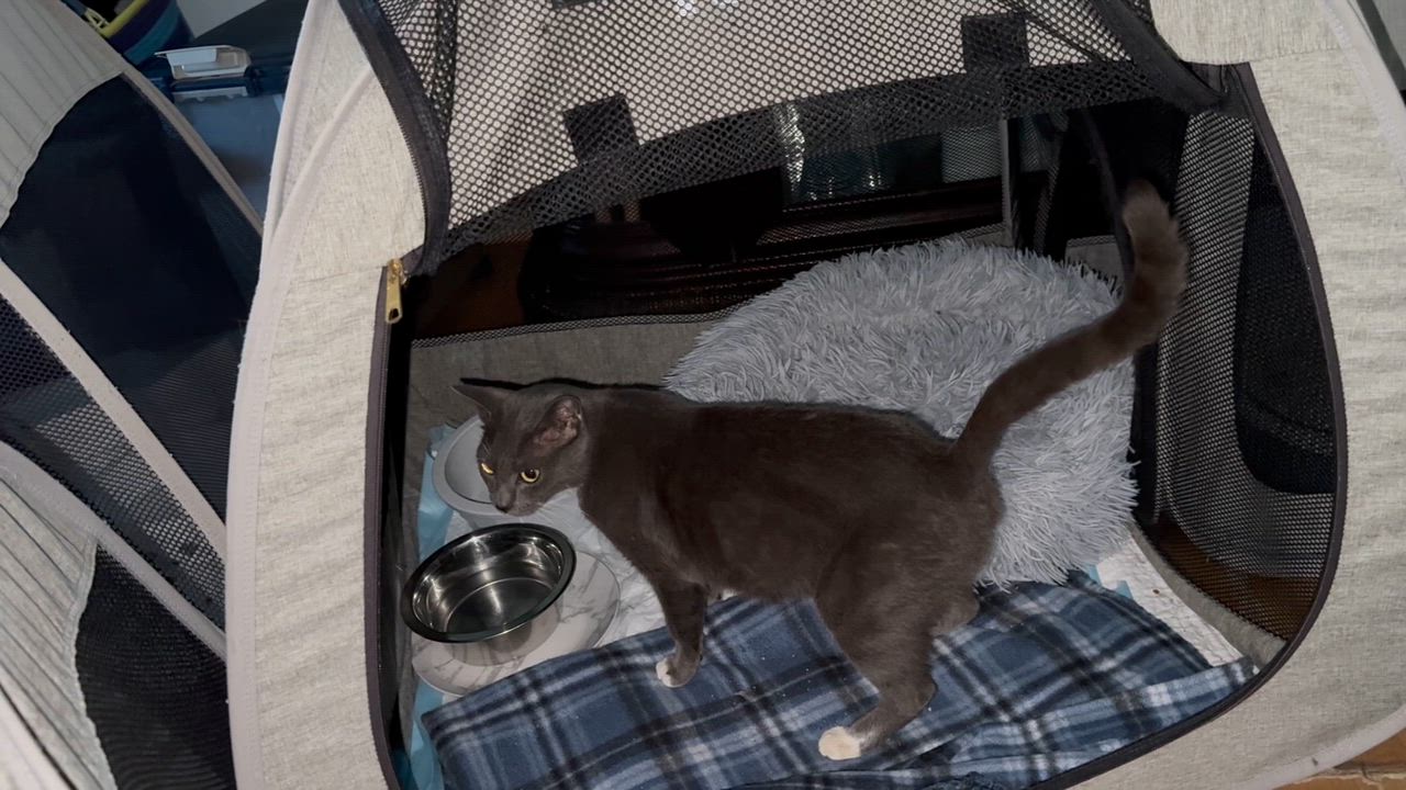 Enlarge Ivy about five months, a Adoptable mixed breed in Kissimmee, FL video 4/4