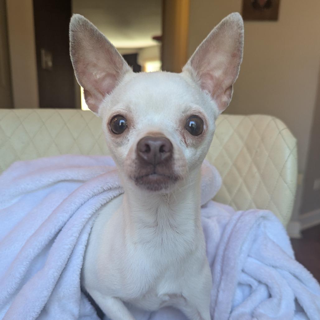 Enlarge Anne Bonny (AB), a Adoptable Chihuahua in Romeoville, IL image 1/1