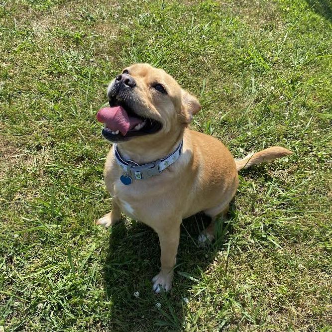 Otis, Adoptable, Adult Male Mixed Breed.