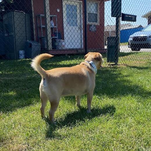 Enlarge Otis, a Adoptable Mixed Breed in Fletcher, NC image 2/5
