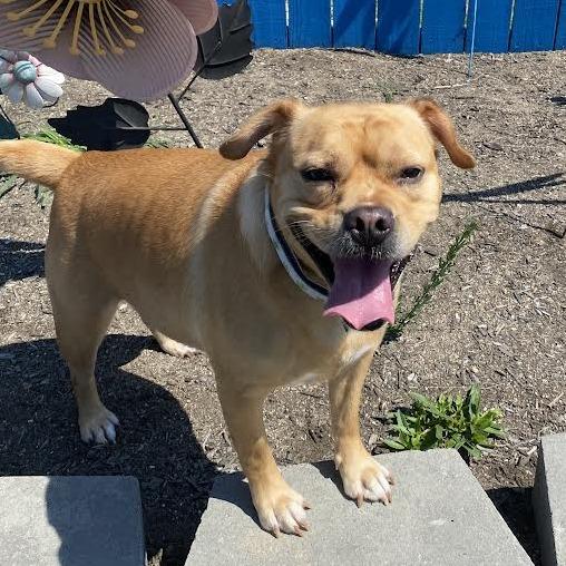 Enlarge Otis, a Adoptable Mixed Breed in Fletcher, NC image 4/5