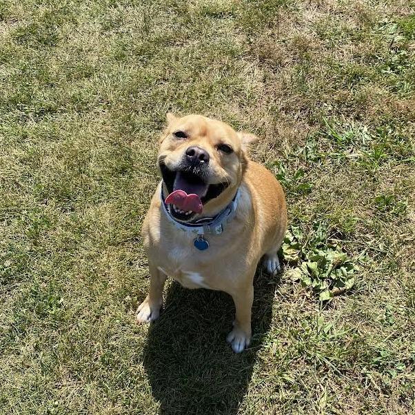 Enlarge Otis, a Adoptable Mixed Breed in Fletcher, NC image 5/5