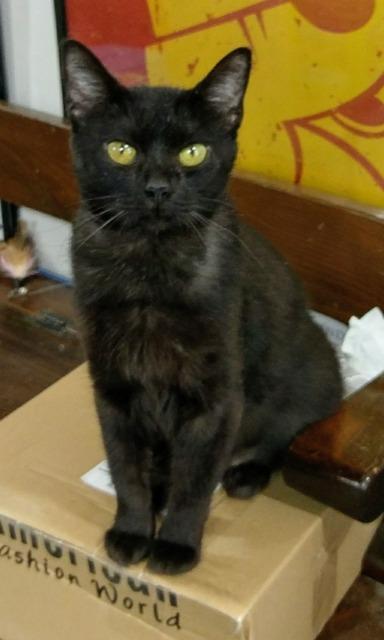 Melania, Adoptable, Adult Female Domestic Short Hair.