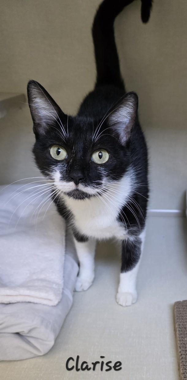 Enlarge Clarise, a Adopted Domestic Short Hair in Key Largo, FL image 1/3