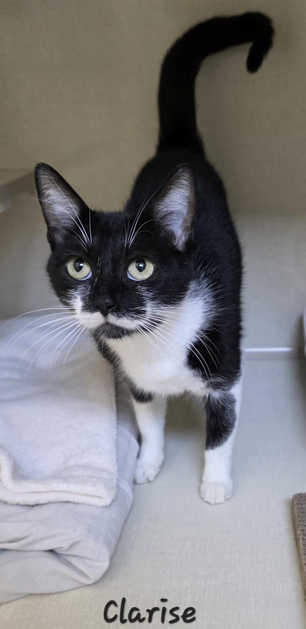 Enlarge Clarise, a Adopted Domestic Short Hair in Key Largo, FL image 3/3