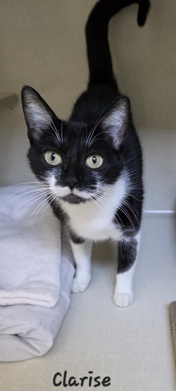 Enlarge Clarise, a Adopted Domestic Short Hair in Key Largo, FL image 2/3