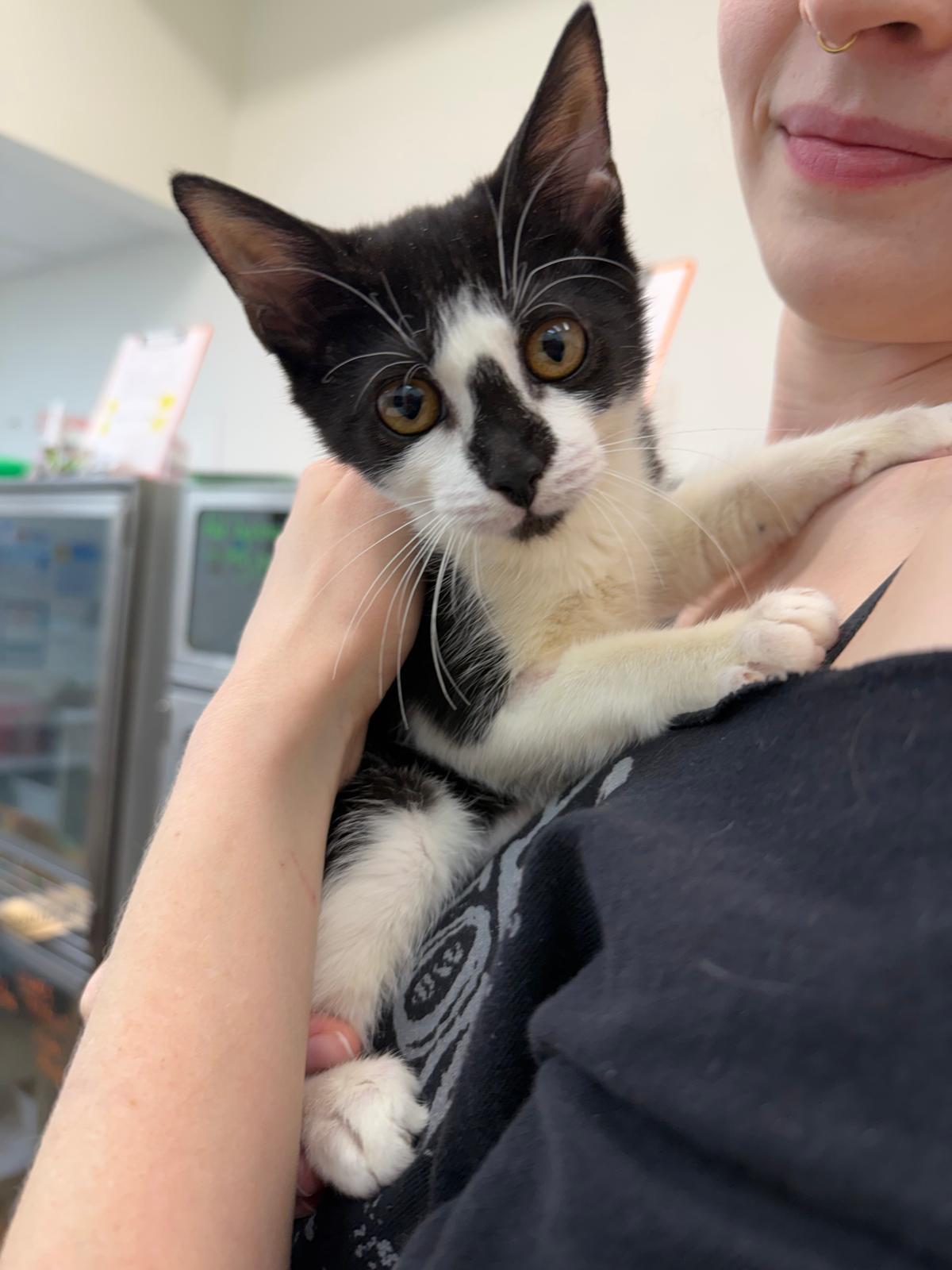 Scruffles, a Adoptable Domestic Short Hair in Miami Beach, FL image 2/6