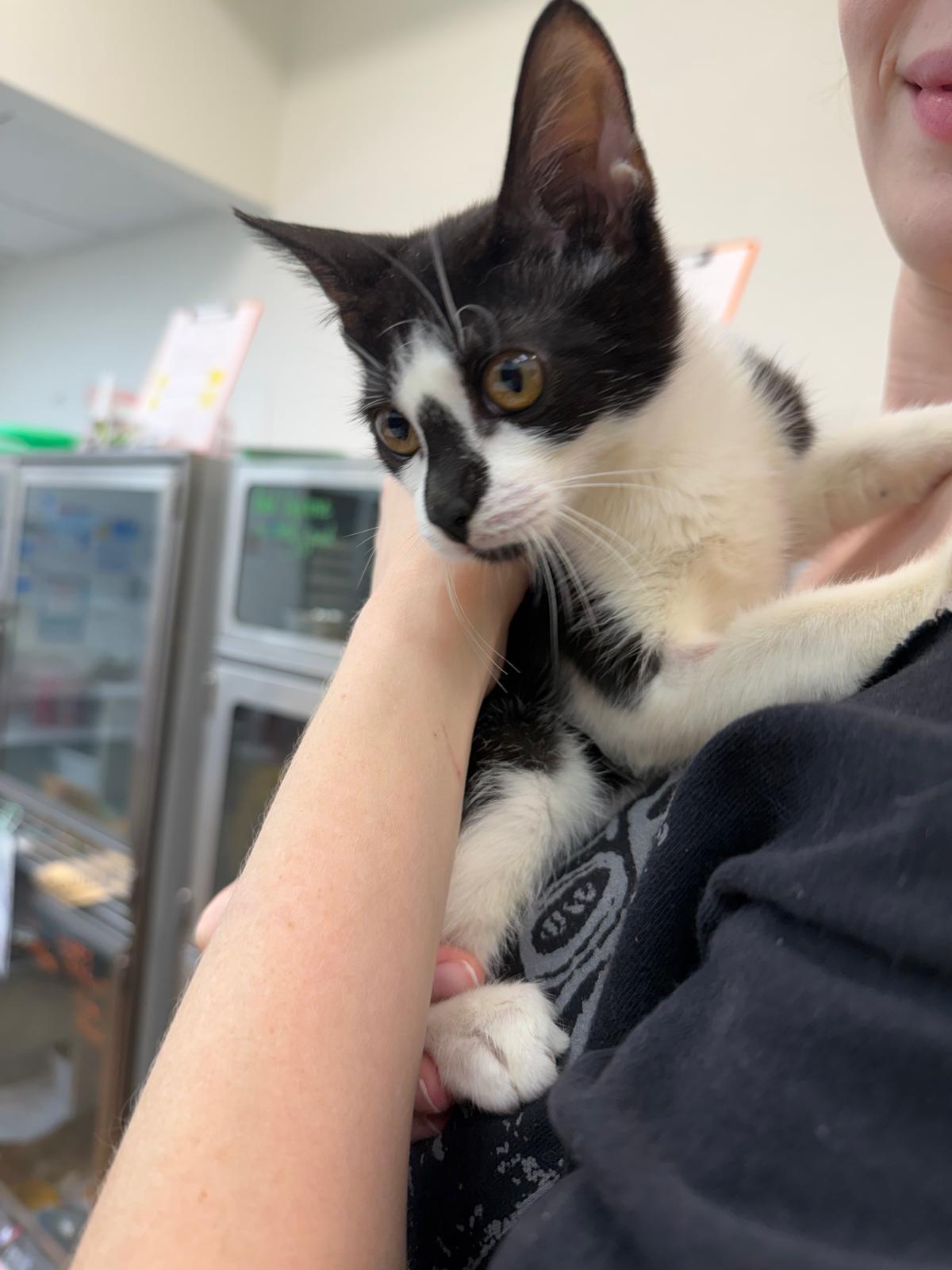 Scruffles, a Adoptable Domestic Short Hair in Miami Beach, FL image 3/6