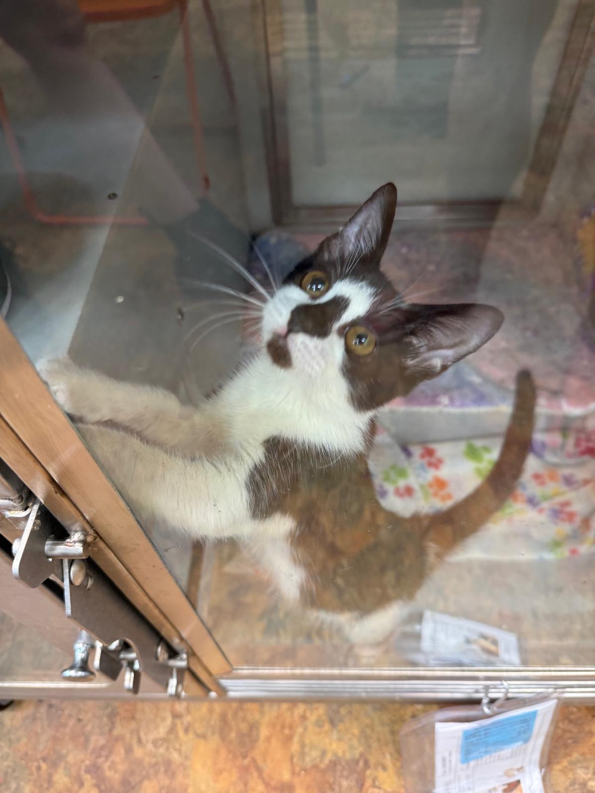 Scruffles, a Adoptable Domestic Short Hair in Miami Beach, FL image 4/6