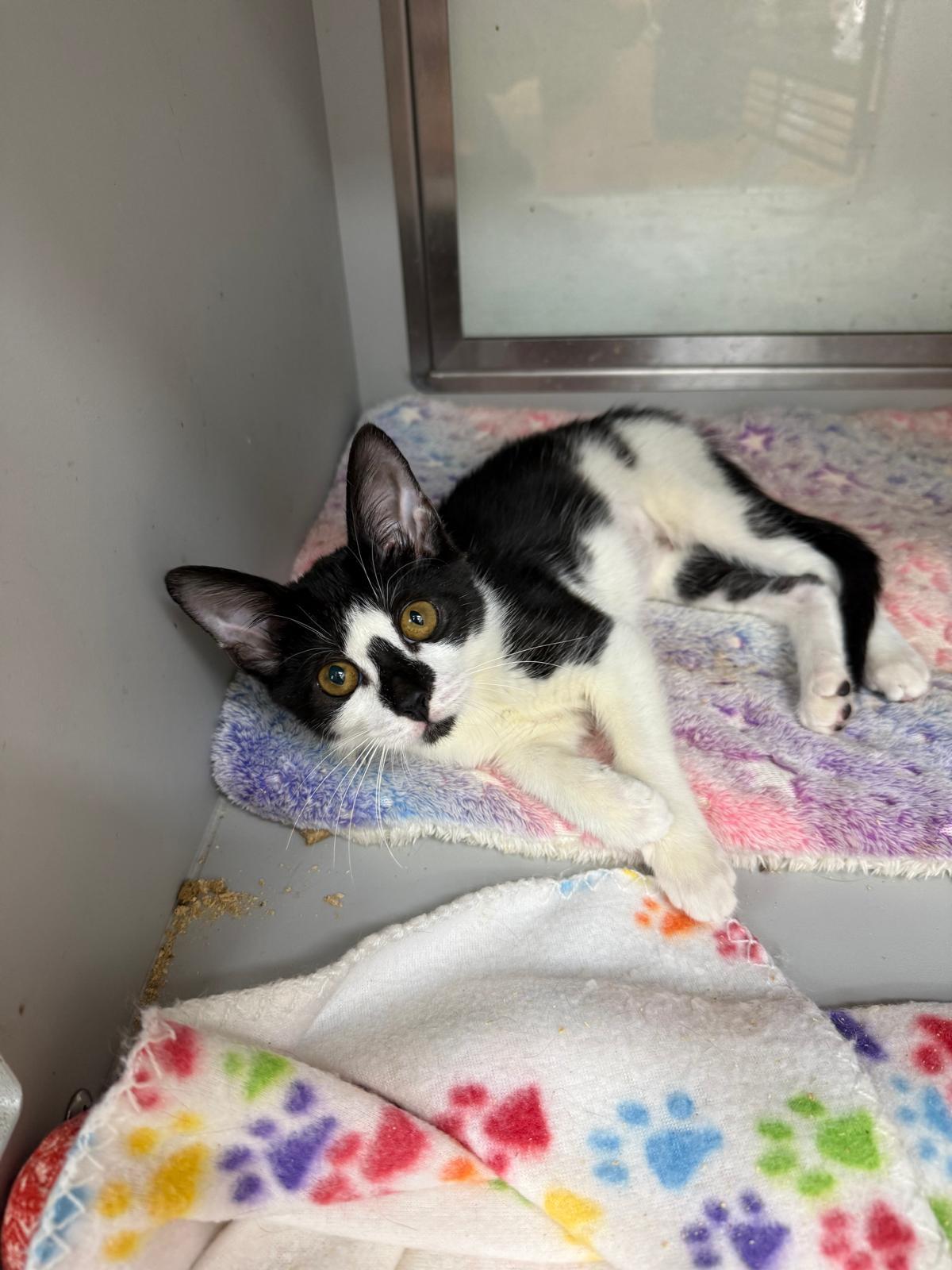 Scruffles, a Adoptable Domestic Short Hair in Miami Beach, FL image 1/6