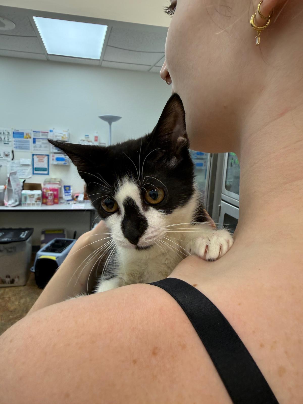 Scruffles, a Adoptable Domestic Short Hair in Miami Beach, FL image 5/6