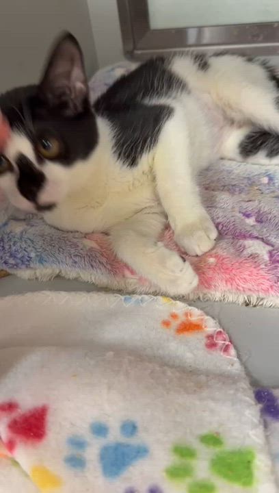Enlarge Scruffles, a Adoptable Domestic Short Hair in Miami Beach, FL video 6/6