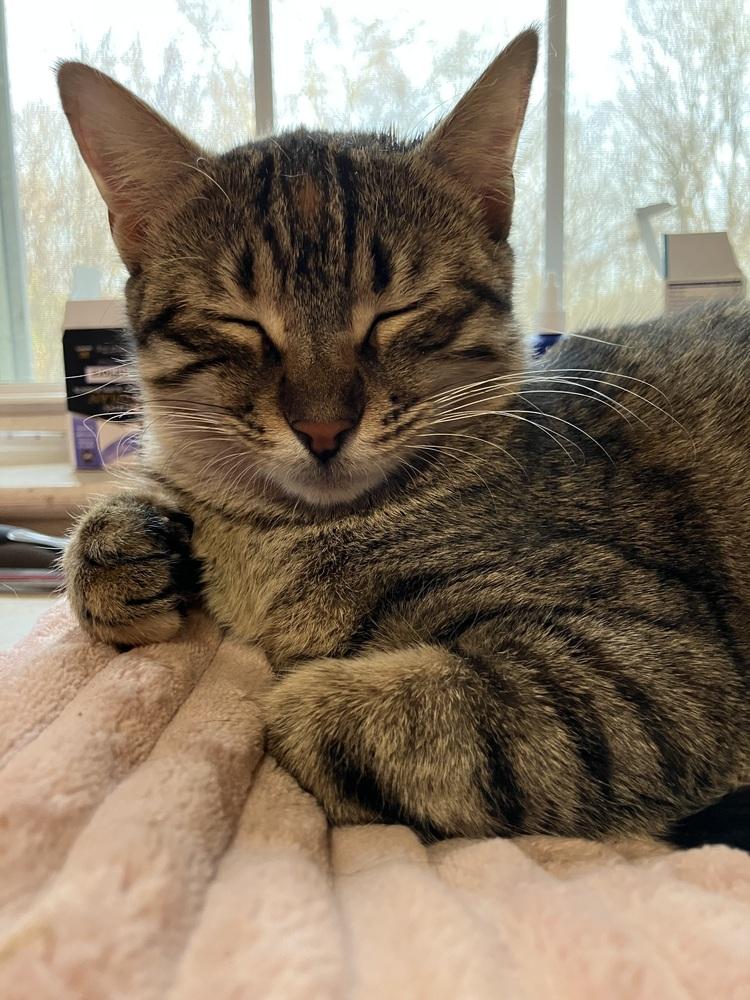 Nosa, Adoptable, Young Female Egyptian Mau & Bengal.