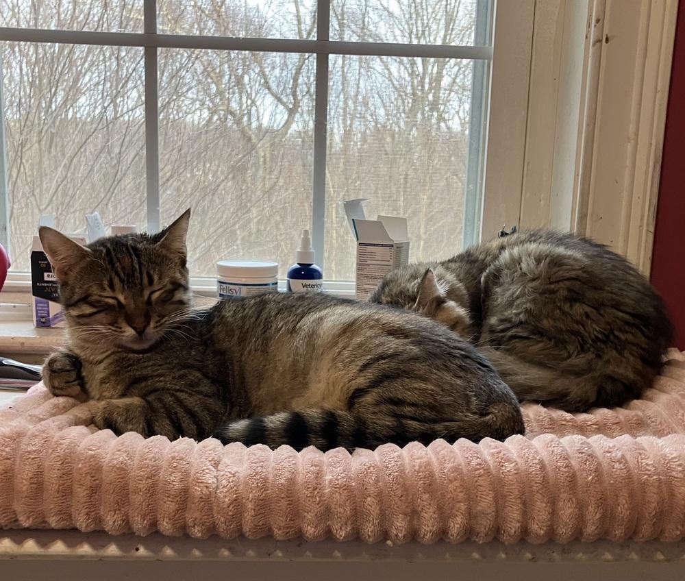 Enlarge Nosa, a Adoptable mixed breed in WOLCOTT, CT image 2/4