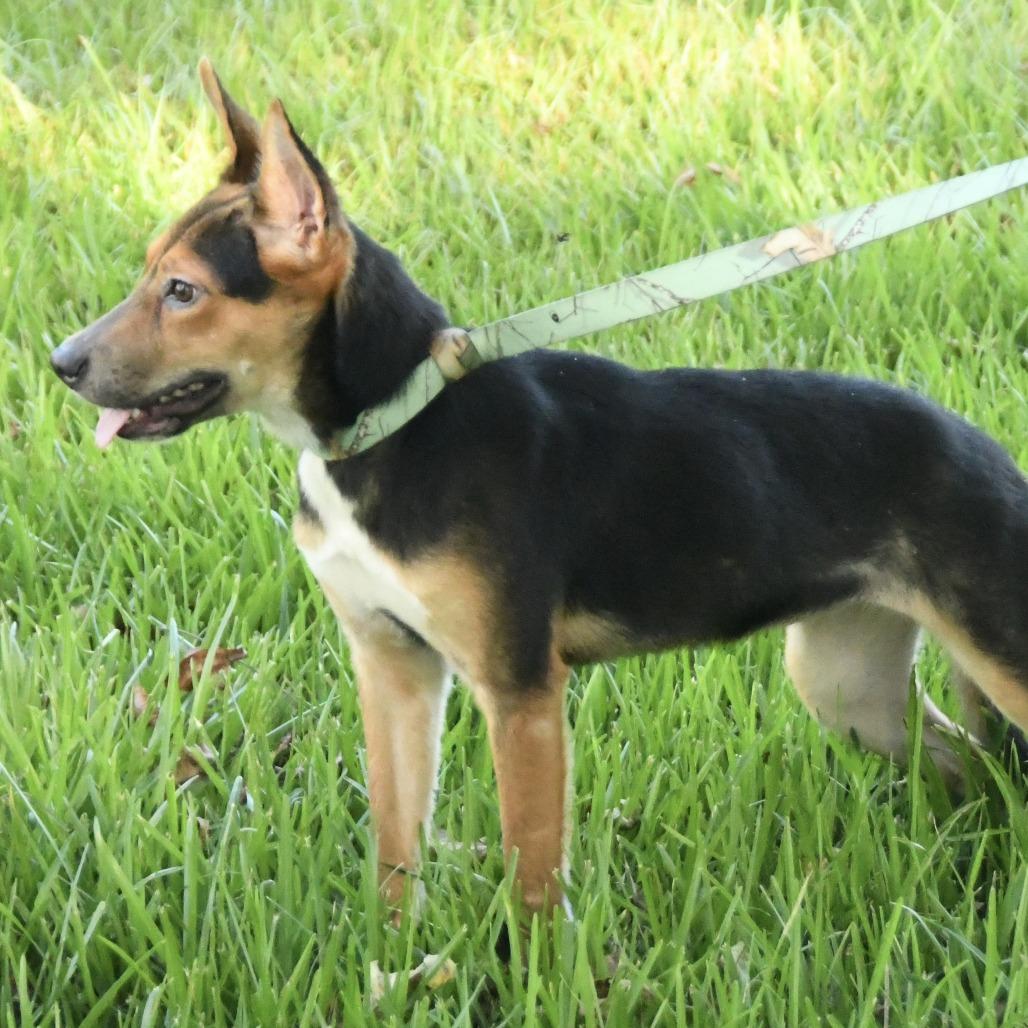 Enlarge Trinity, a Adoptable mixed breed in Natchez, MS image 1/3