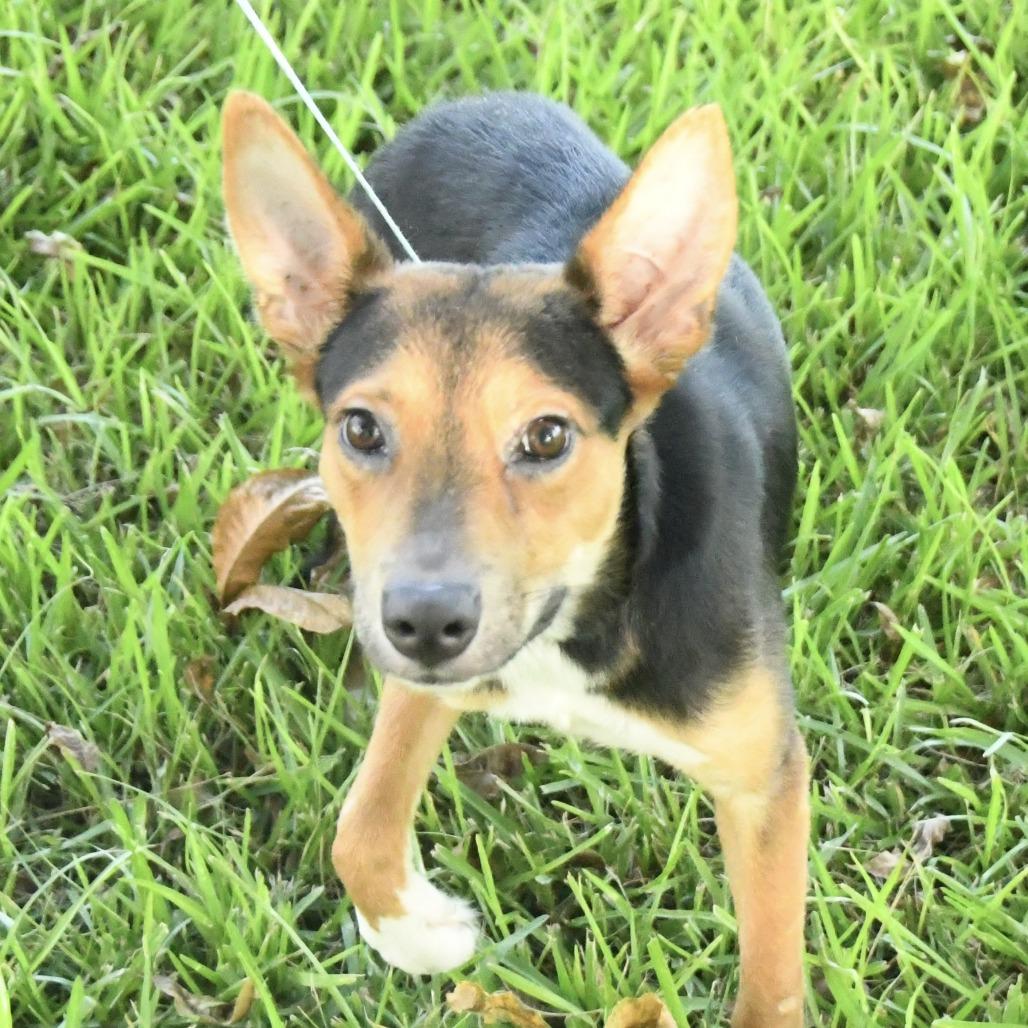 Enlarge Trinity, a Adoptable mixed breed in Natchez, MS image 2/3
