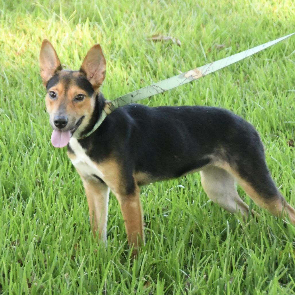 Enlarge Trinity, a Adoptable mixed breed in Natchez, MS image 3/3