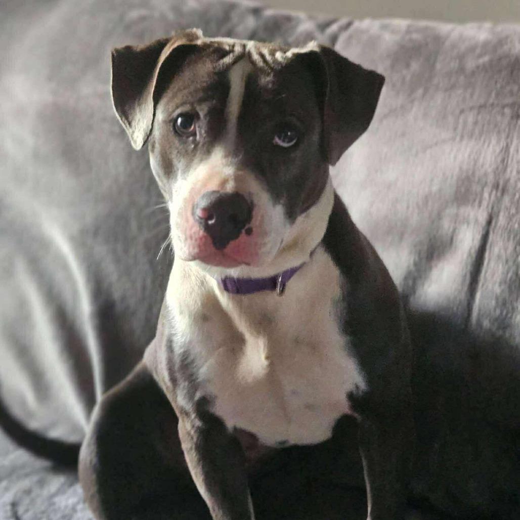 Enlarge Pepper, a Adoptable Mixed Breed in Perryville, AR image 1/3