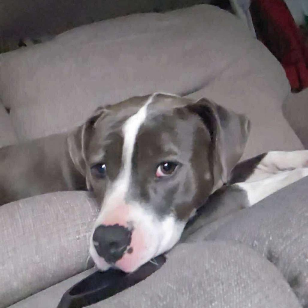 Enlarge Pepper, a Adoptable Mixed Breed in Perryville, AR image 2/3