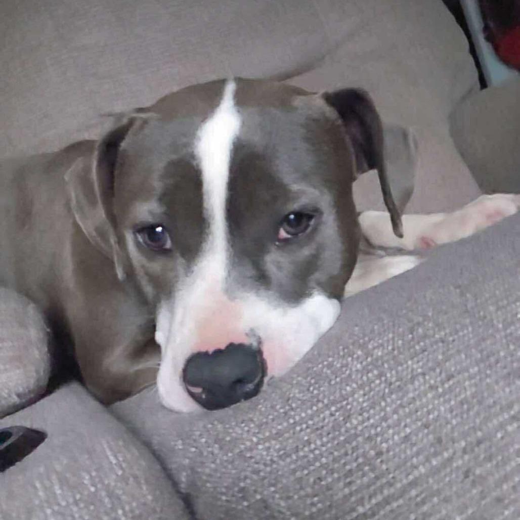 Enlarge Pepper, a Adoptable Mixed Breed in Perryville, AR image 3/3