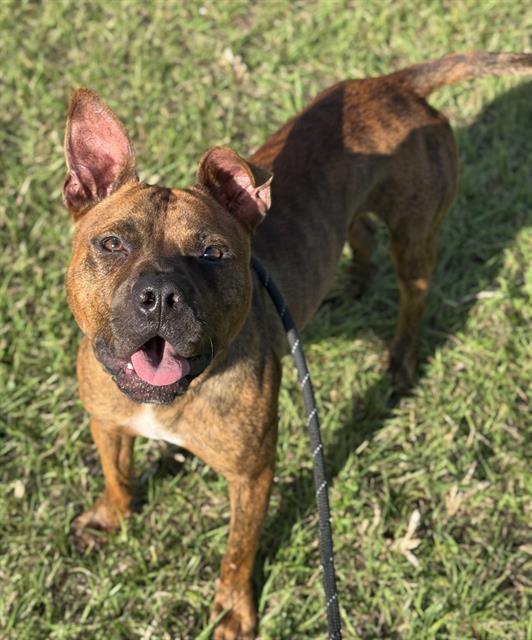 Enlarge TACO, a Adoptable American Staffordshire Terrier in Fort Lauderdale, FL image 1/1