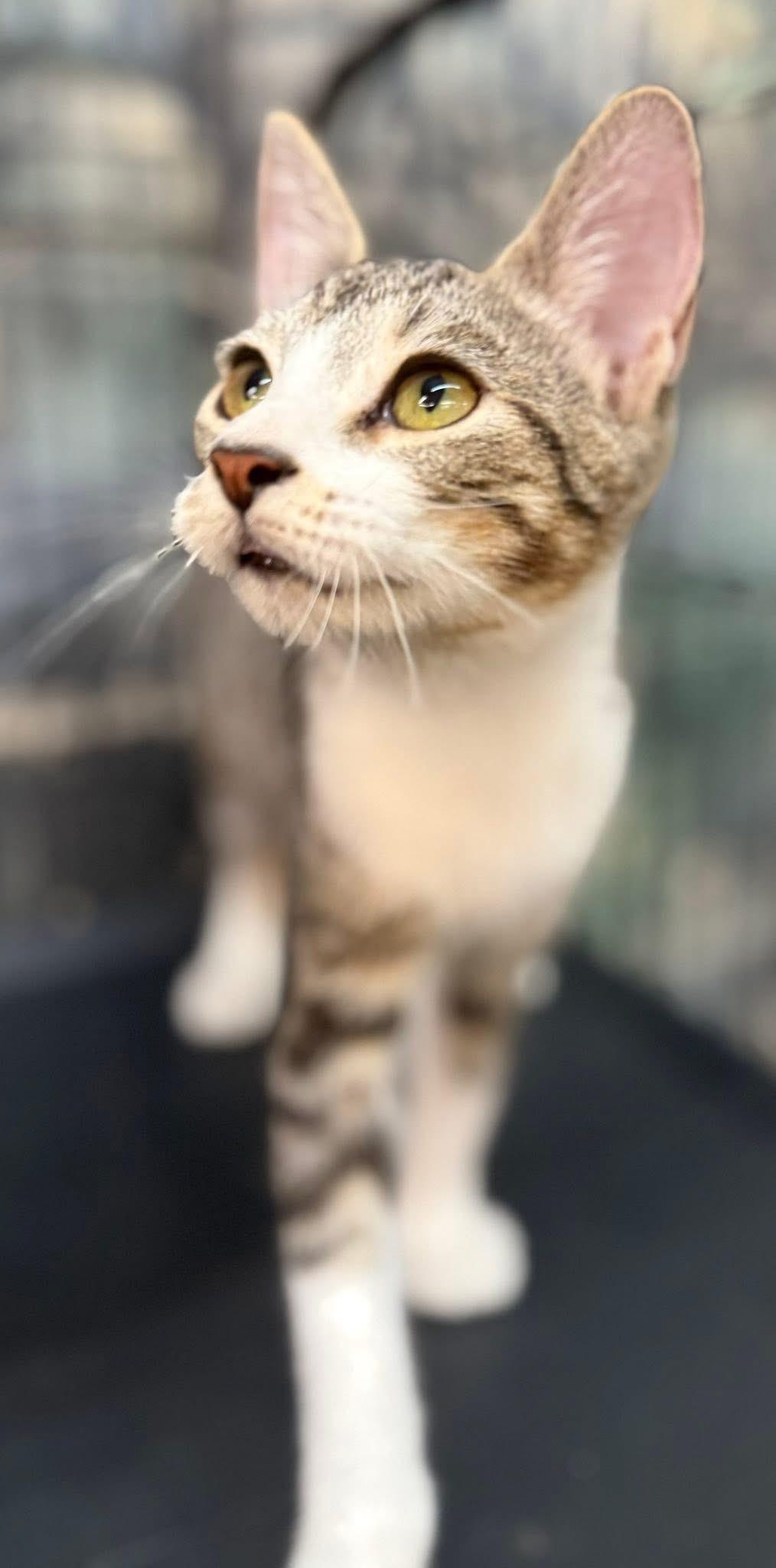 Enlarge Gibby, a Adoptable Tabby in Jackson, GA image 1/6