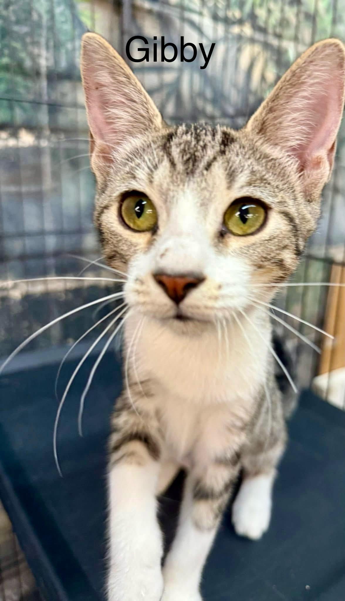 Enlarge Gibby, a Adoptable Tabby in Jackson, GA image 2/6