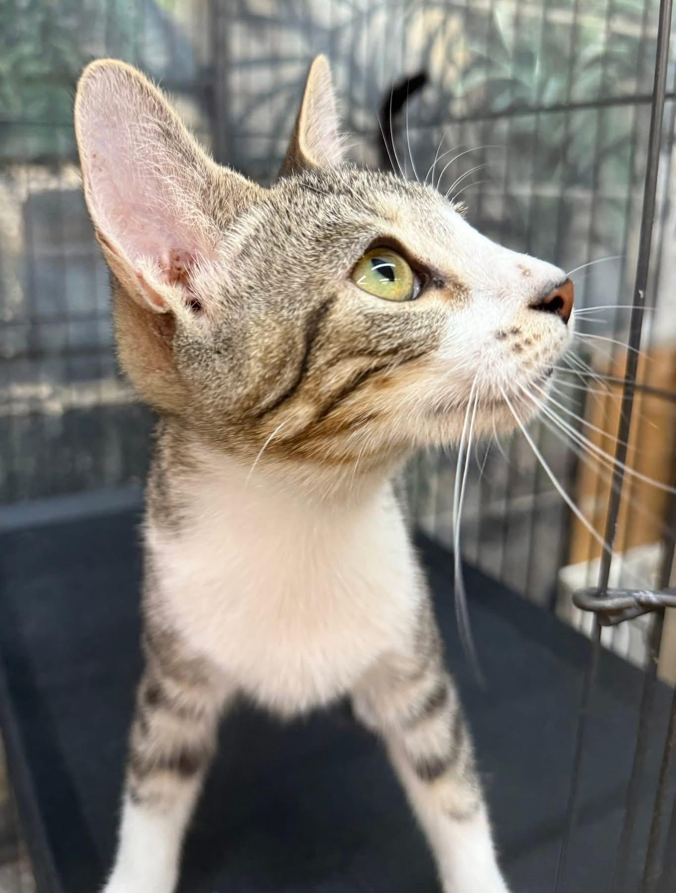 Enlarge Gibby, a Adoptable Tabby in Jackson, GA image 3/6